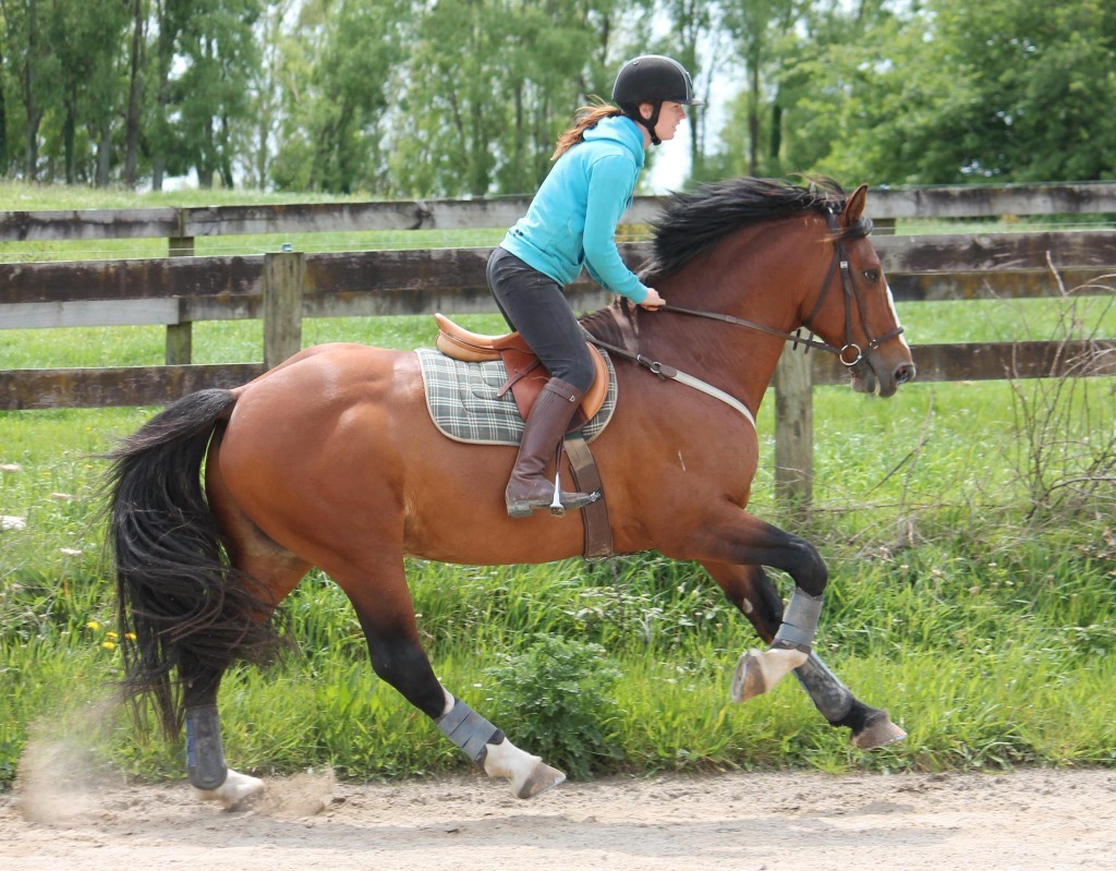 Dressage ponies CAN gallop!