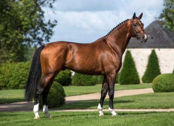 Selle Francis stallion Tsunami de Hus (Image: Haras de Hus Stud)