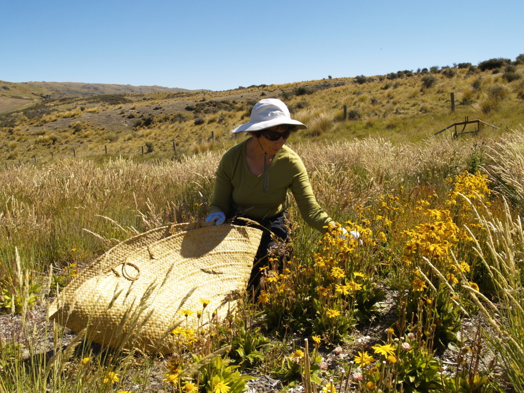 collecting st johns wort