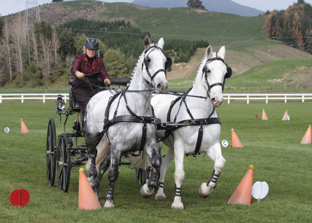 Alison Cooper with Greyway and Picasso. (Image Barbara Thomson Photography)