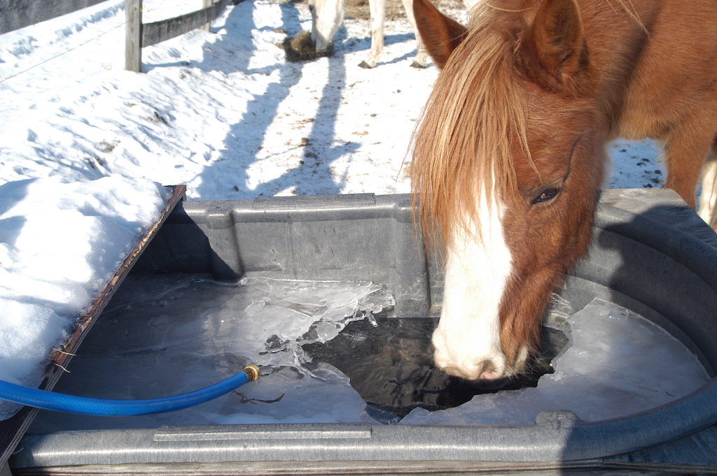 DSC_6578 horse drinking from frozen water tank copy