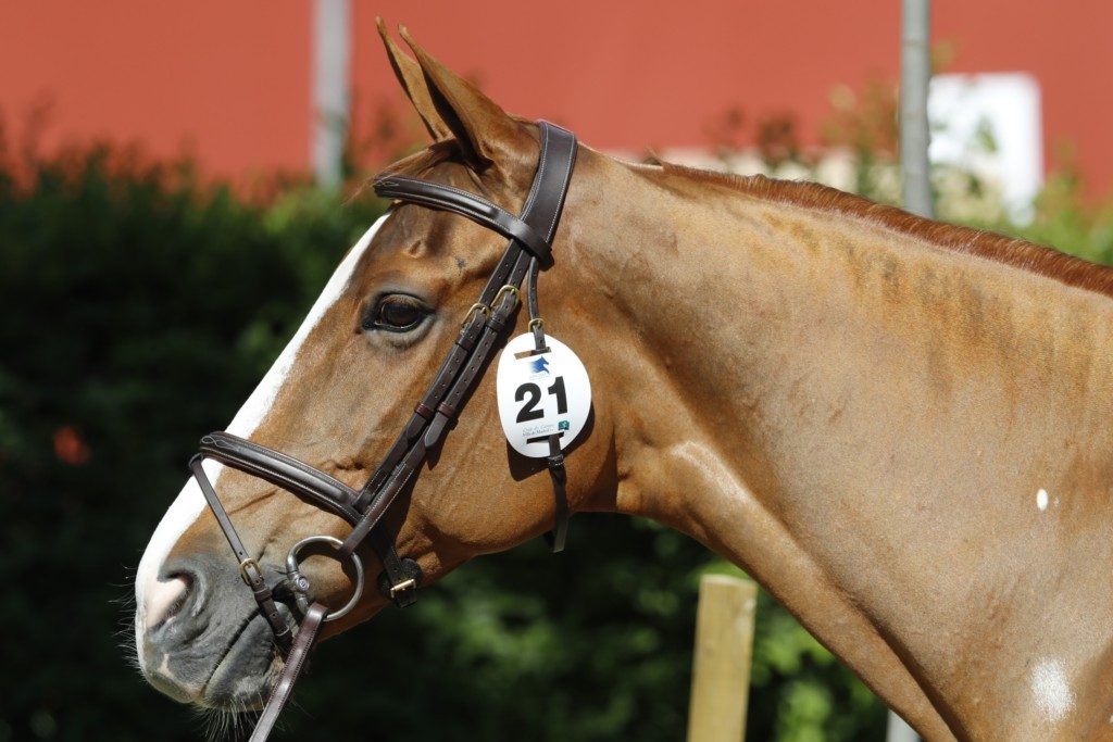 Fit for Fun (Image: Stefano Grasso/LGCT)