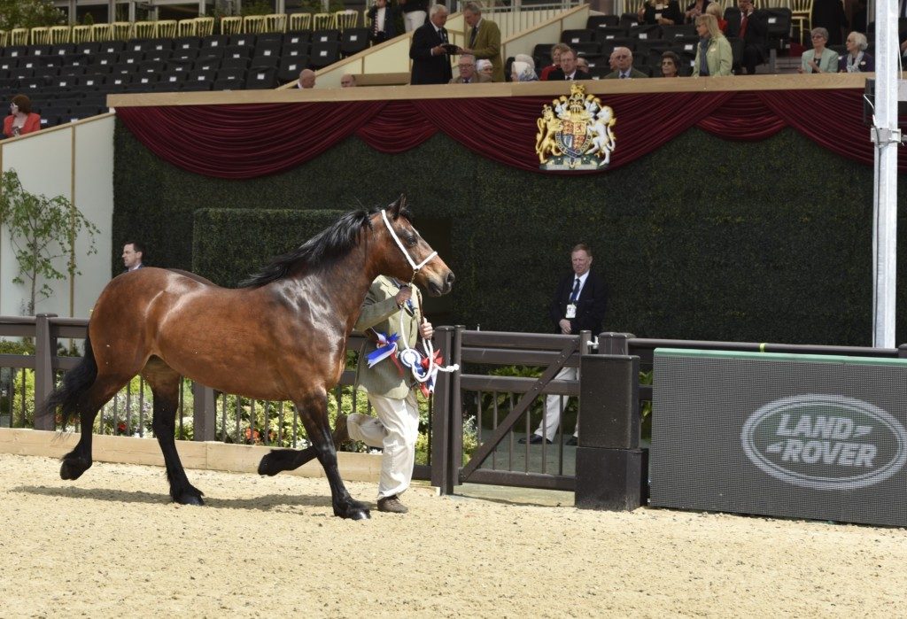 Broughton Morwena Welsh cob Champion M&M