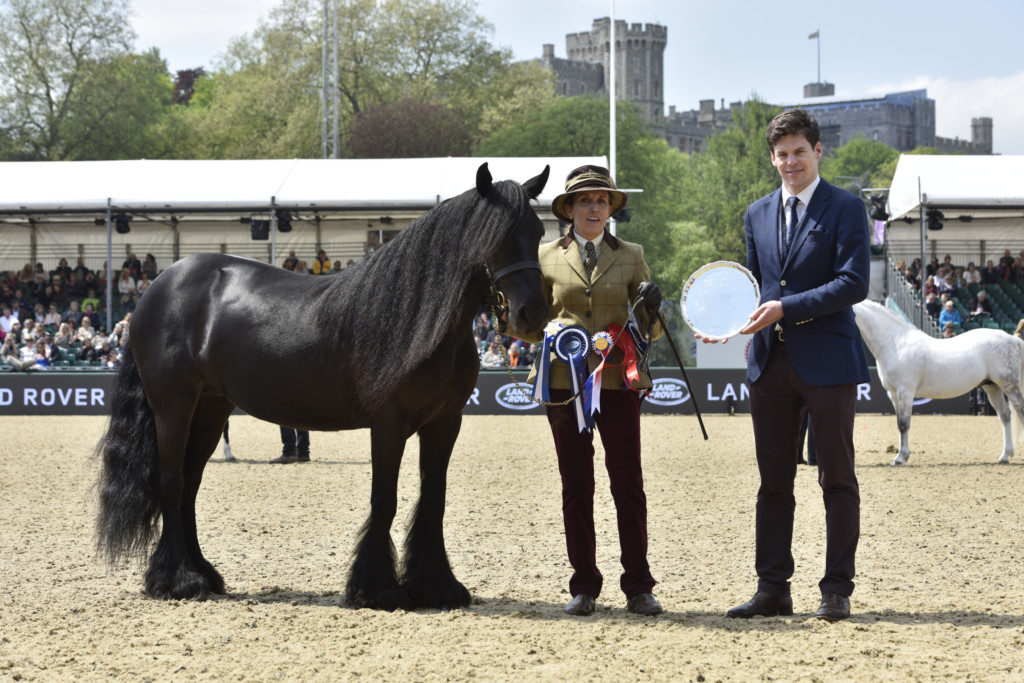 Murthwaite Dawn Chorus Fell pony owned by HMQ reserve champion in the M&M classes