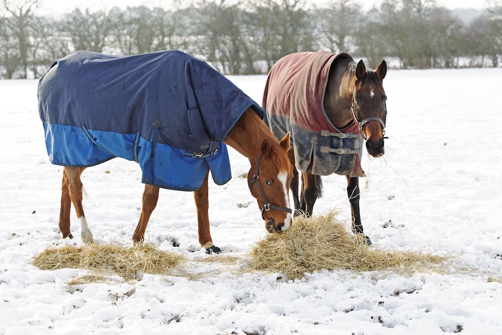 Get those rugs off at least once a week to check your horse's condition (Image: Dreamstime)