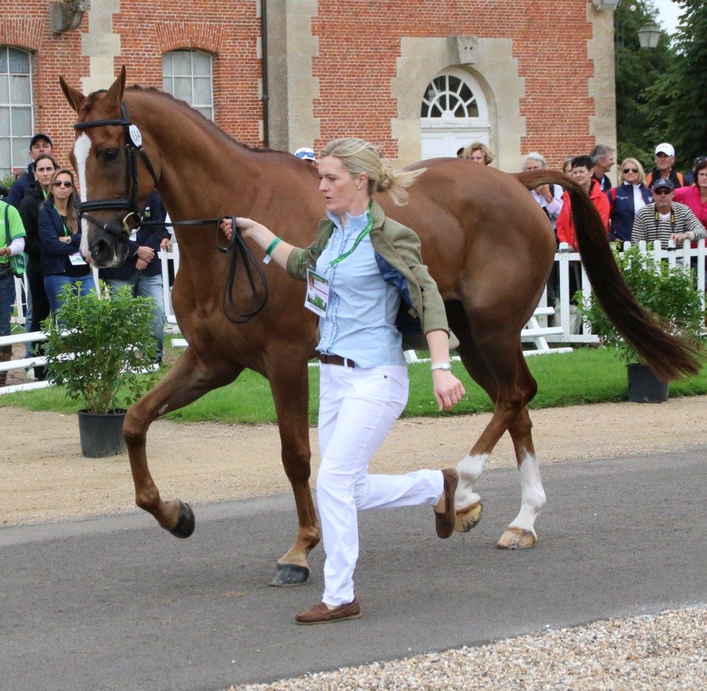 Clare Abbott and Euro Prince at the WEG Trot Up in 2014