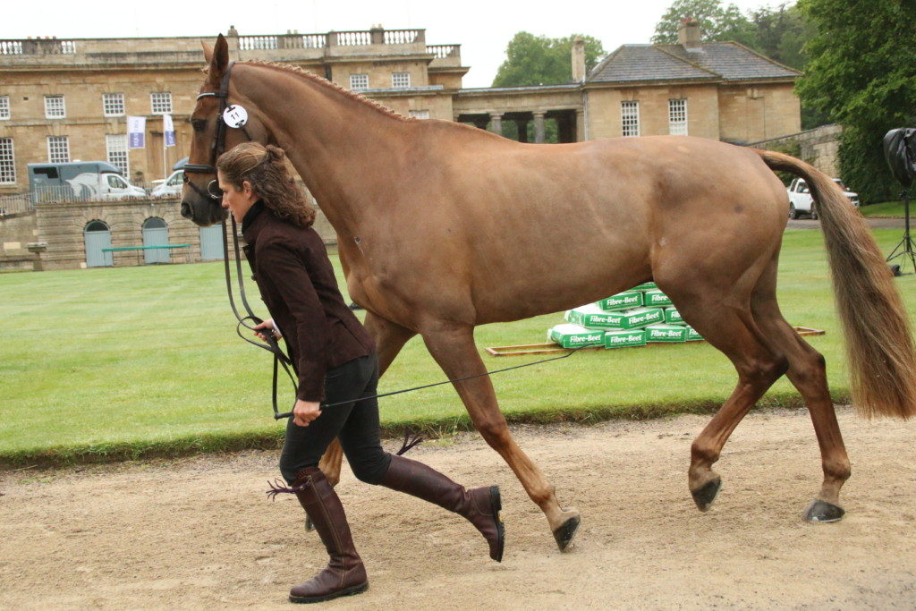 Caroline Powell trotting up Onwards & Upwards in front of the Grade I listed 18th century country house at Bramham.