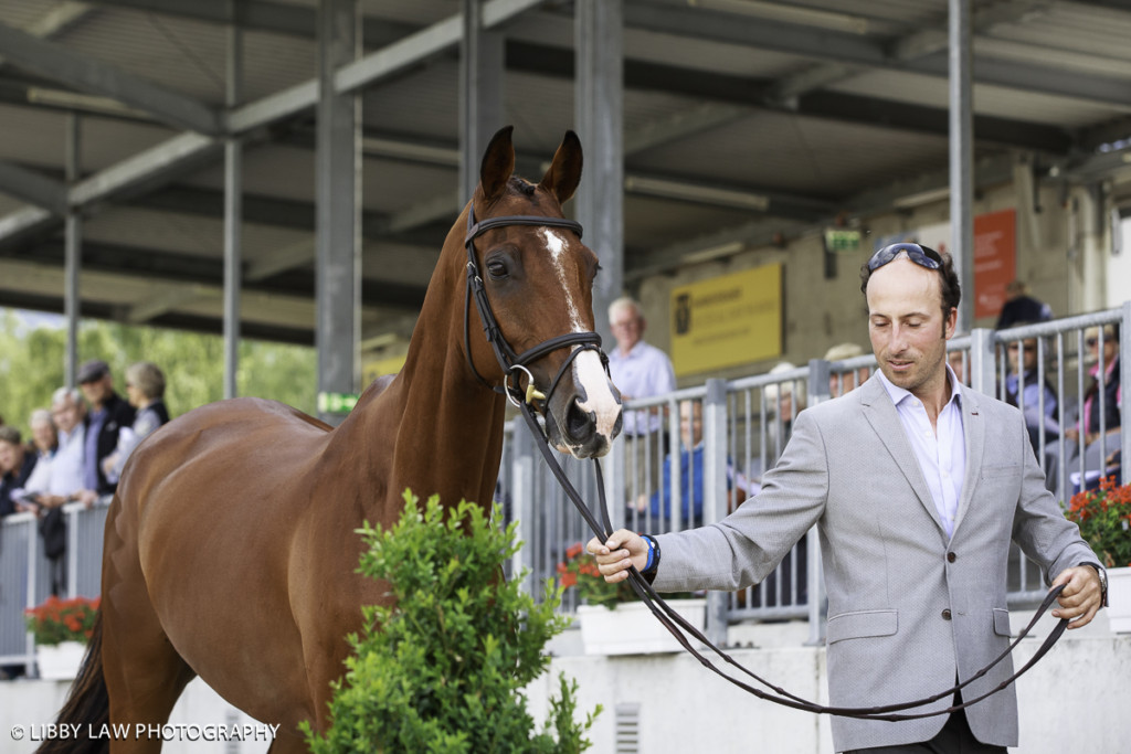 RIngwood Skyboy looks good for Tim Price at the first horse inspection. (Image: Libby Law)