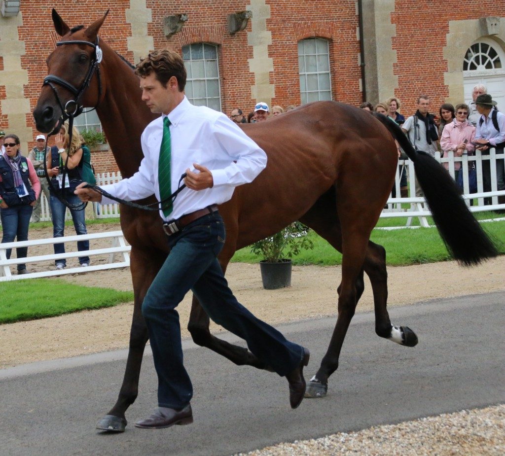 Christopher Burton with TS Jamaimo at 2014 WEG