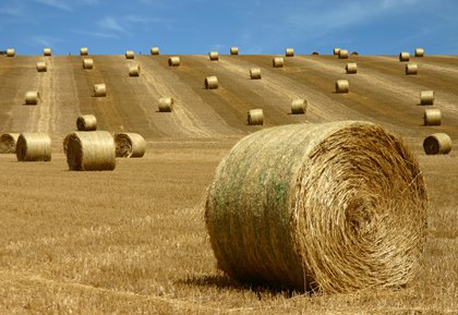 This isn't Tim's hay, but he does have a bit to sell! 