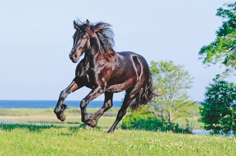 _dsc0692-friesian-galloping-liberty