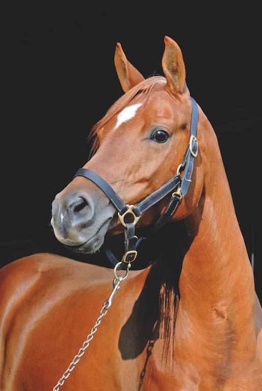 Barn doorways create a nice black backdrop; too bad this halter was too big for the horse, as it spoiled a pretty picture (Image: Dusty Perin)