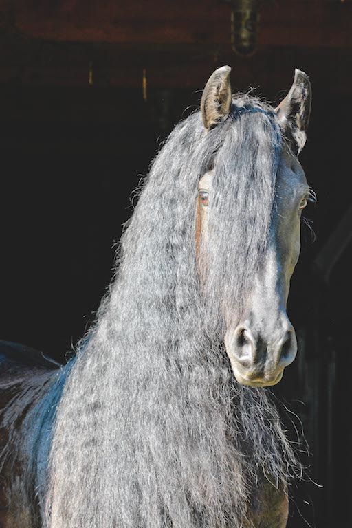 A beautifully lit and framed portrait of a well-prepared horse; this one took hours to get exactly right! (Image: Dusty Perin)