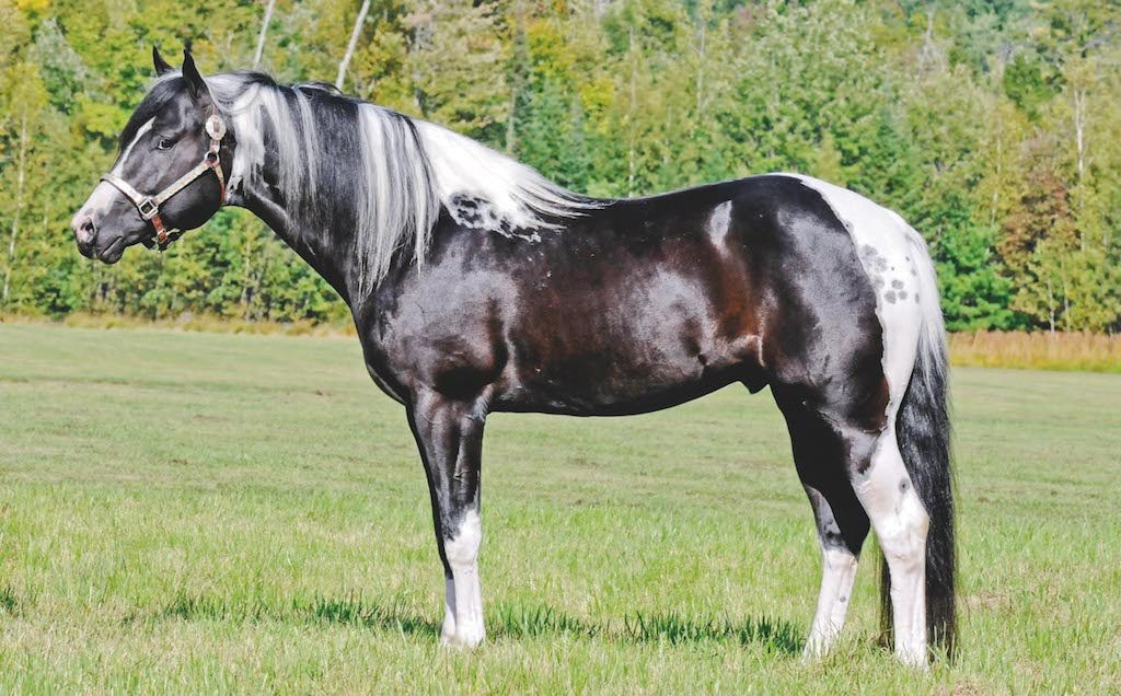 Coloured breeds should be photographed on both sides to show the full pattern (Image: Dusty Perin)