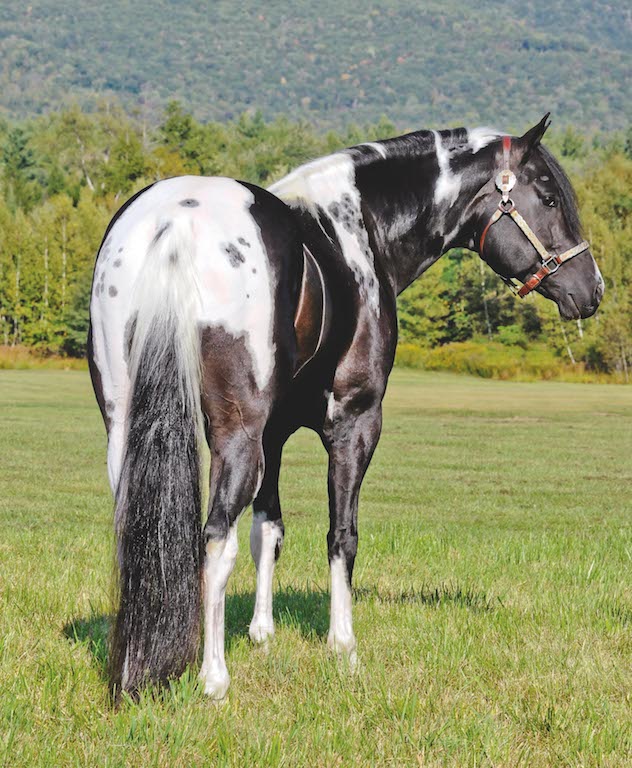 The three-quarter back angle shows off the hindquarters, shoulder and neck (Image: Dusty Perin)