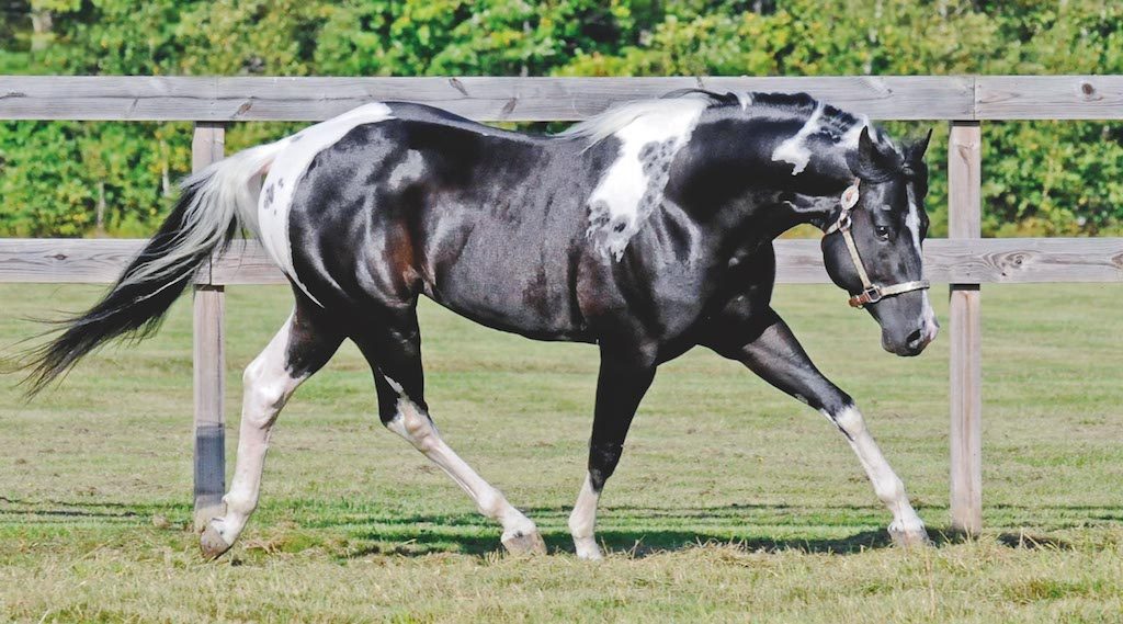 A horse showing lovely movement at liberty attracts buyers (Image: Dusty Perin)