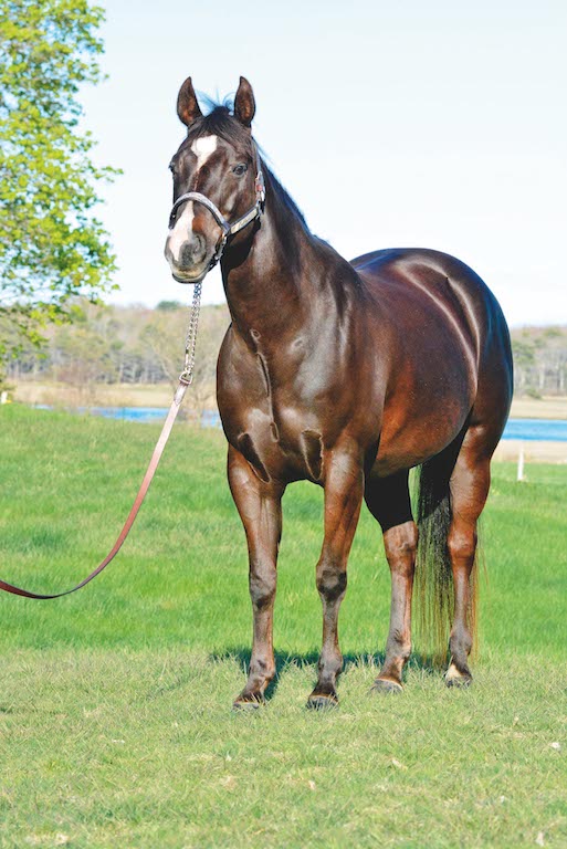 In the three-quarter pose, the angle is correct when the is almost equal distance between each leg, and make sure the grass isn't too long! (Image: Dusty Perin)