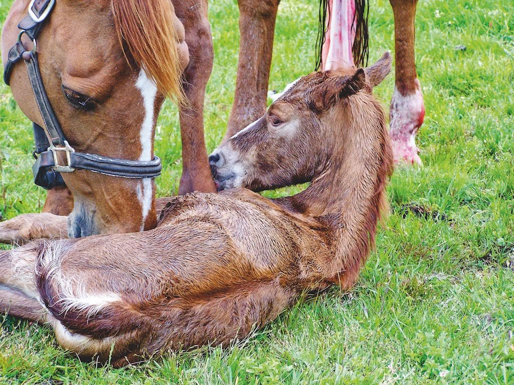 Within a few minutes of birth, the foal will begin to show signs of sitting up (NZHP)