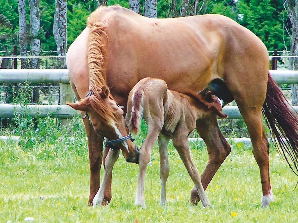 Foals have a strong instinct to find the udder, and should drink within two hours of birth (NZHP)