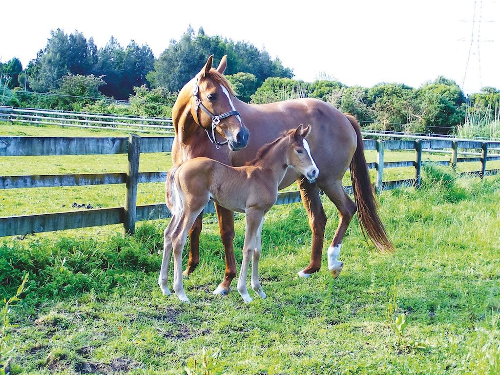 Volanti (by Voltaire II) with her dam Maquita (NZHP)