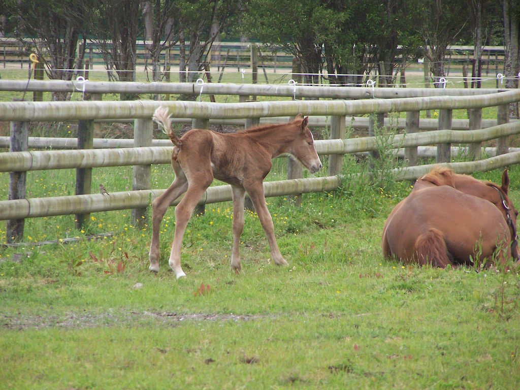 What goes in must come out! Your foal should pass meconium within a few hours (NZHP)