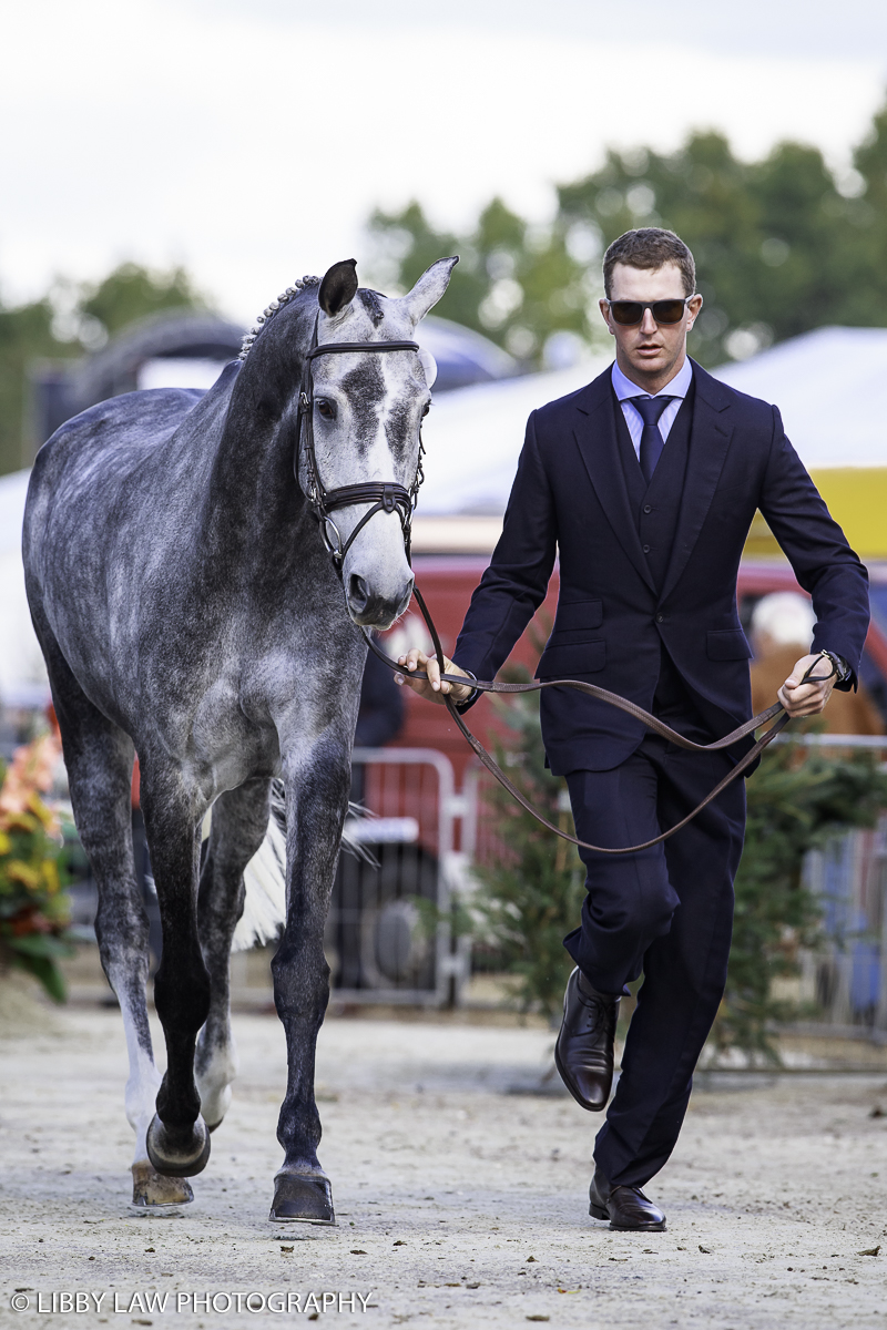 Jesse Campbell with Amsterdam 21 during the first horse inspection at Boekelo (Image: Libby Law Photography)