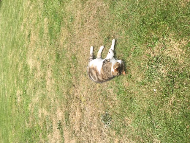 The cat decided the best place to get through the aftershocks was in the middle of the lawn. 