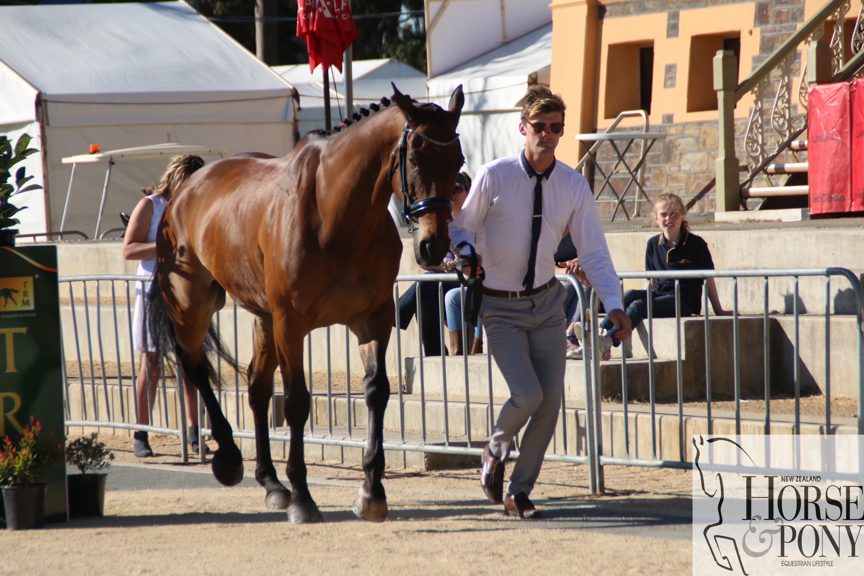 All the horses passed the trot up today, including Pete (Spring Panorama)